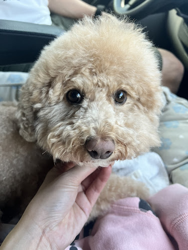 Snowball Pet Grooming