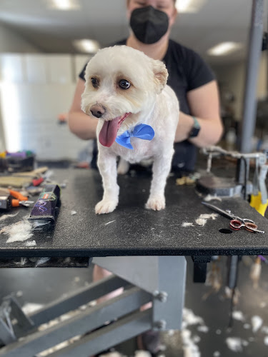 Soggy Dog Pet Grooming