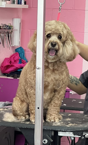 Soggy Paws Pet Grooming