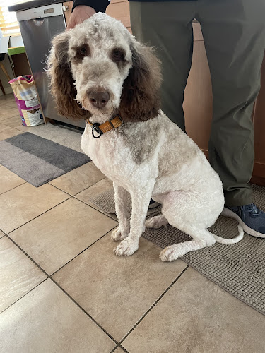 Somerset Dog Grooming