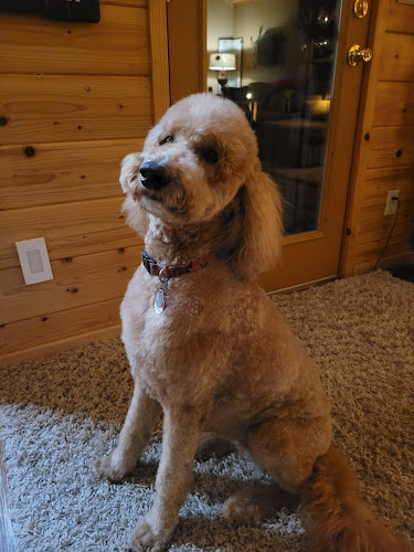 Something to bark about llc