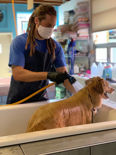 South Bark Dog Wash and Retail Store