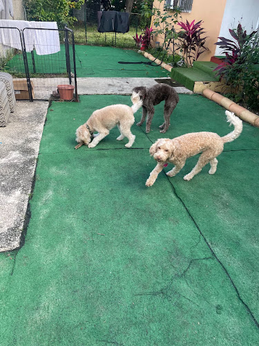 South Florida Pet Sitter West