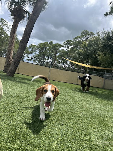 South Paw Canine Country Club