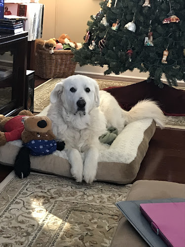 South Paw Pet Grooming, Boarding, Daycare Inc.