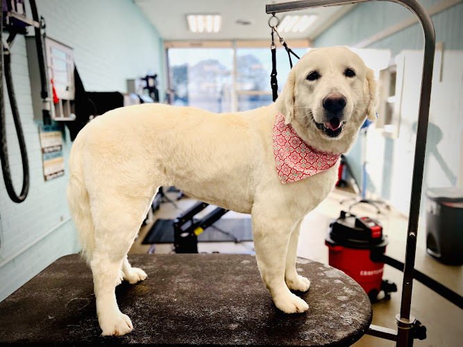 Southern Divine Kennels Pet Grooming - Lincolnton NC
