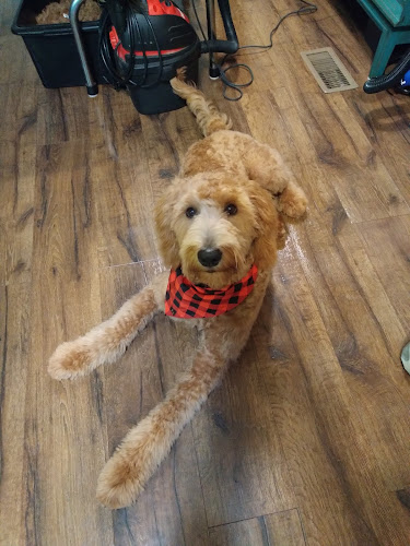 Southern Meow and Growl S'Paw Boutique