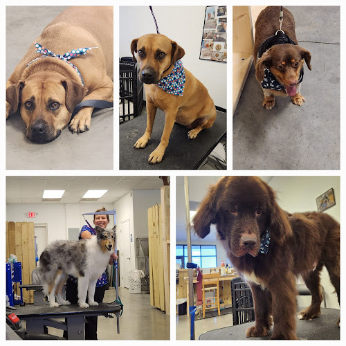 Southern paws pet styles