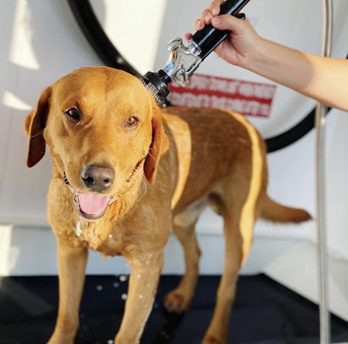 Southern Paws Pet Wash