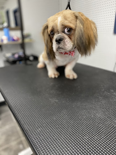 Southern Pups Grooming