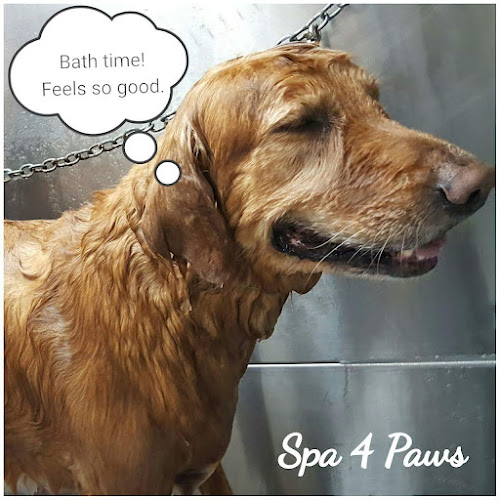 Spa 4 Paws Salon & Mobile Grooming
