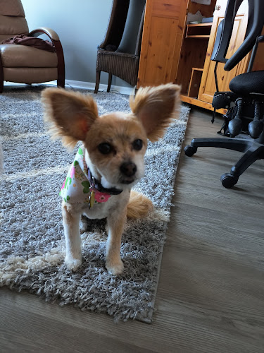 Space Coast Mobile Dog Grooming