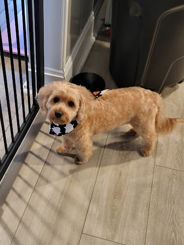 Spanky's Spa Dog Grooming