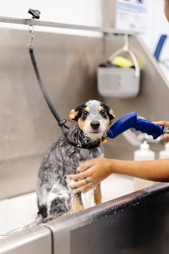 Sparkle Grooming Co.