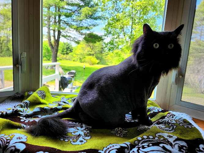 SPARKLE Luxury Feline Day Spa