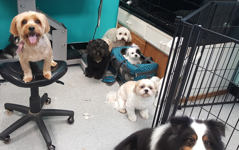 Spaw Pet Salon of Westbury