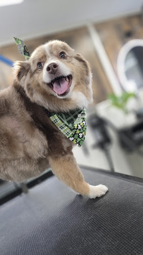 Spawology Pet Grooming Salon