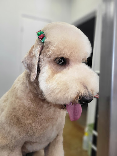 Special Care Grooming