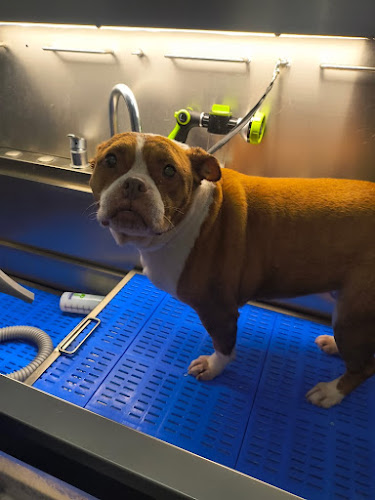 Special O.P.S. K-9 Academy Inc.