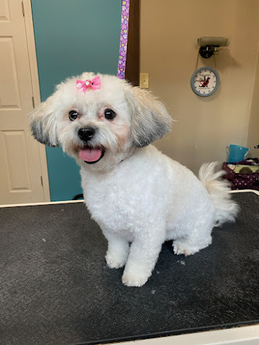 Specialty Pet Grooming