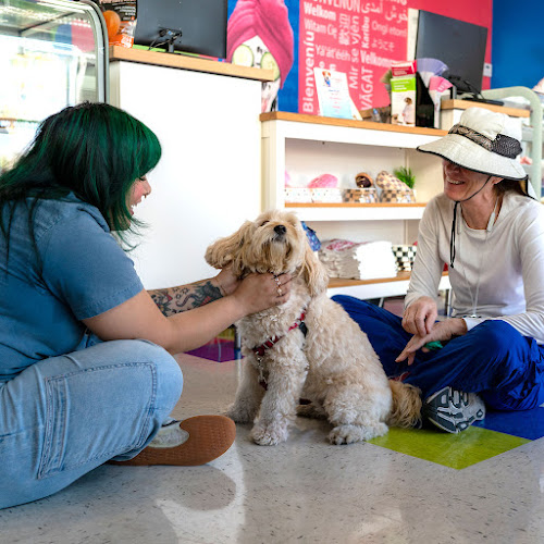 Splash and Dash Groomerie & Boutique