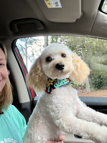 Splash and Dash Groomerie & Boutique