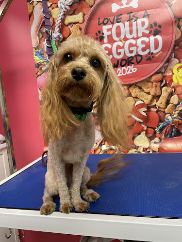 Splash and Dash Groomerie & Boutique