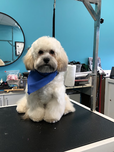 Splashing Bubbles Grooming Spa LLC