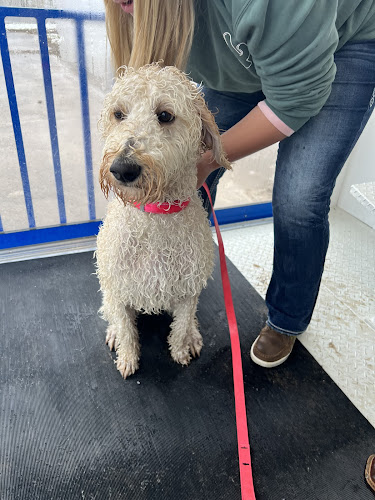 Splish Splash Pet Wash