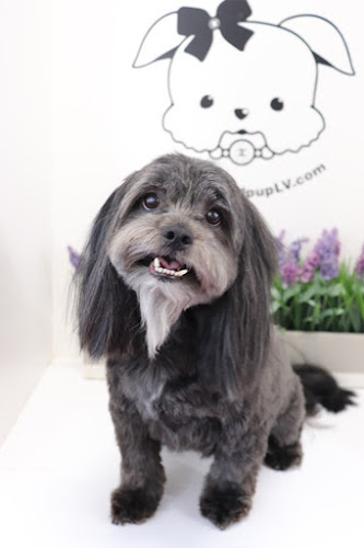 Spoiled Pup LV - Dog Grooming - Puppies for Sale