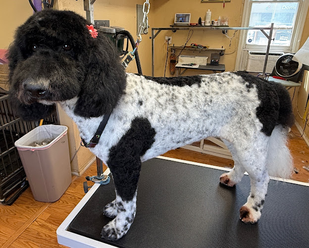 Spokane Dog Grooming