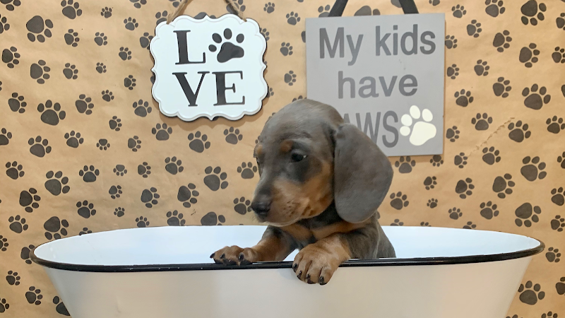 Spokane Paw Prints Grooming