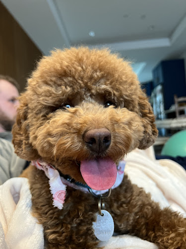 Spot's Spot Pet Grooming