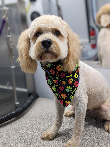 Spotless Hounds Mobile Grooming