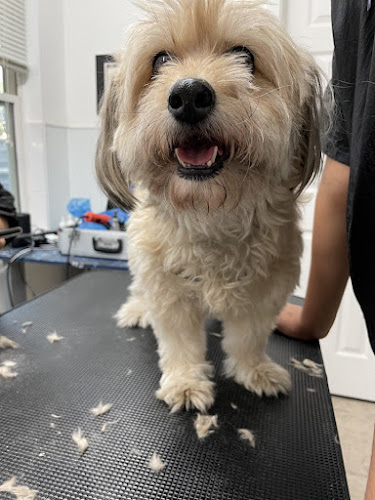 SPRING BRANCH DOG GROOMER