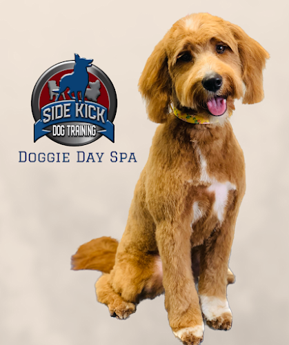 Springfield Side Kick Dog Training, Boarding, Daycare & Grooming