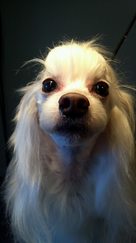 Stafra Pet Resort & Spa