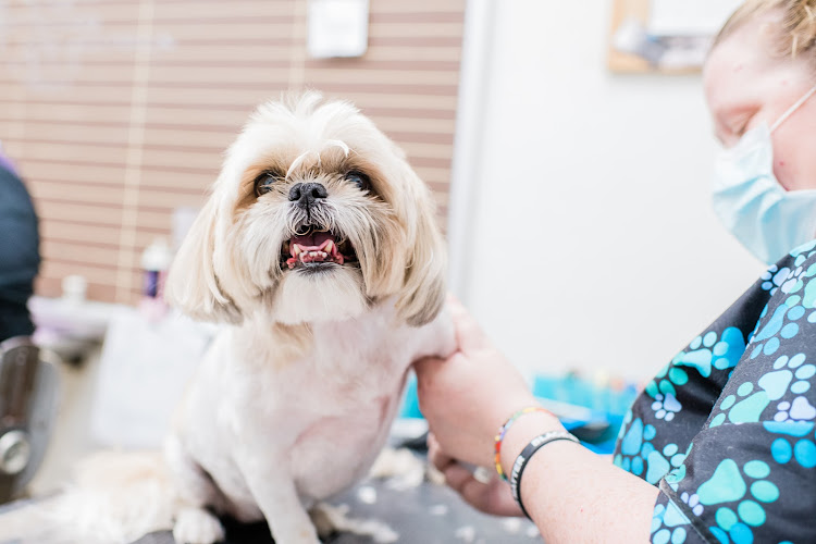 Standifer's Animal Clinic
