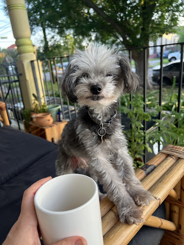 Star Power! Dog Grooming