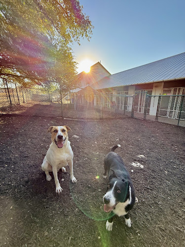 Stay-N-Play Pet Ranch