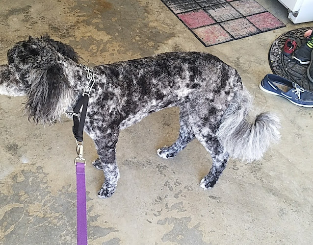 Stephannie's Doggie Doos &Shampoos