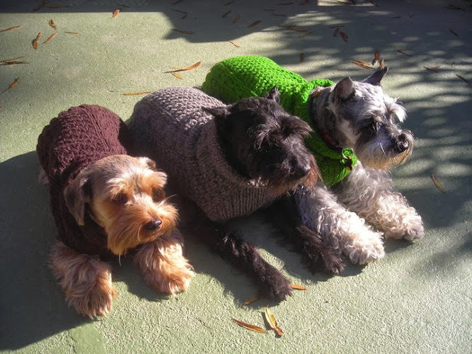 Stinky's Kittens & Doggies Too