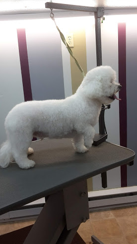 Stone Mountain Dog Grooming. Formerly Heather's Clip and Sit