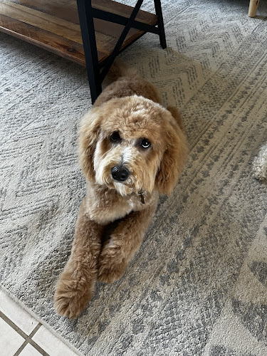 Stubby's Dog Wash & Grooming Salon