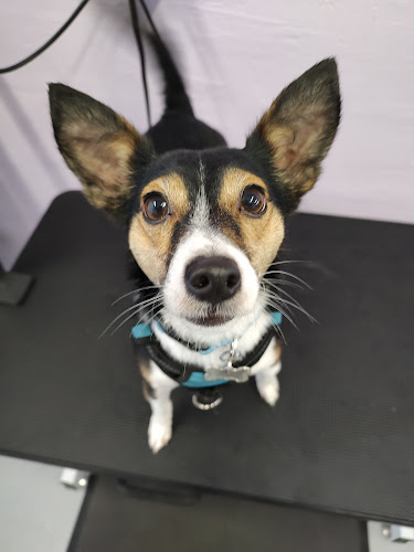 Suds and Paws Animal Grooming