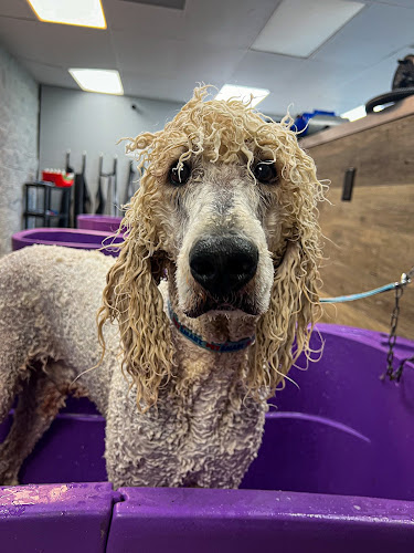 Suds & Snoots Dog Grooming