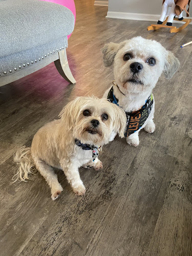 Sudzy Puppy Grooming Salon