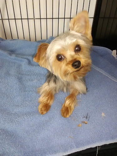 SudzyPets Mobile Grooming