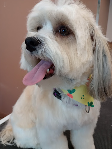 Sue's small paws grooming