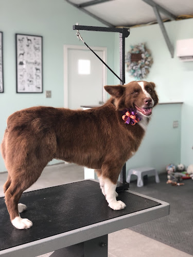 Sun Country Grooming